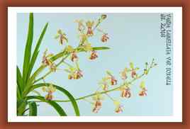 Orchidée Vanda lamellata var boxallii