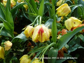 Tulipe après la pluie