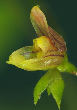 Specklinia brighamella