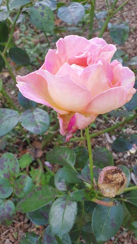 La rose rose