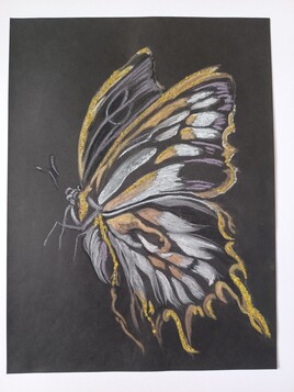 Papillon de nuit