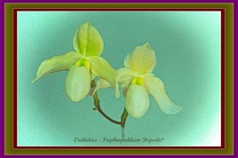 Orchidées - Paphiopedilum Deperle