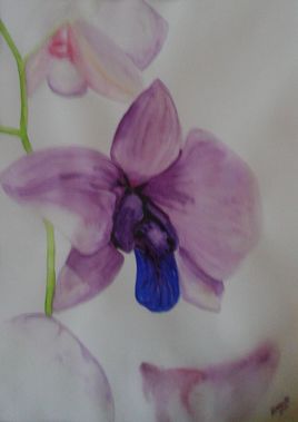 orchidee violette