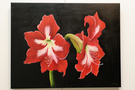 AMARYLLIS