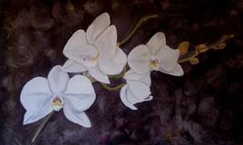 Orchid&eacute;es blanches
