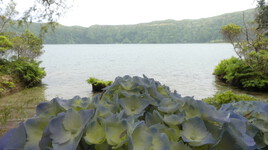 lac sur hortensias