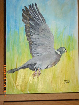 palombe en plein vol