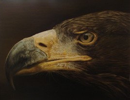 profil d'aigle