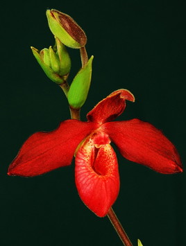 Orchidée  d'Equateur hybride