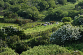 Prairie dans le vallon normand