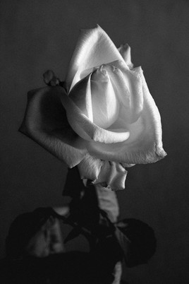 Portrait de rose blanche