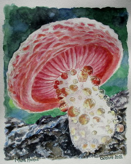 Le champignon rose