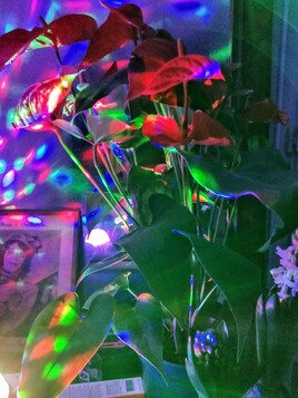 Fleurs en f&ecirc;te