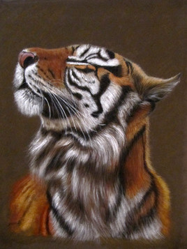 Tigre de Bengale