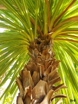 Sous le palmier