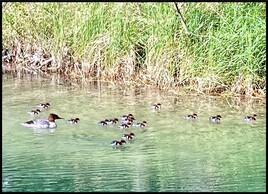 Harle bi&egrave;vre et ses petits (Mergus merganser) / Photo An Common Merganser and its chicks