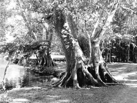 arbre enchant&eacute;
