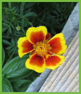 Photo Oeillet d’Inde (Tagetes patula) / Photo The French marigold