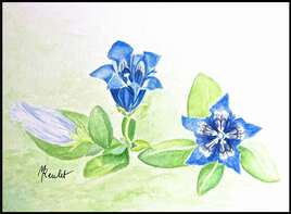 La gentiane acaule / Painting : a gentian without stalle (Gentiana acaulis)