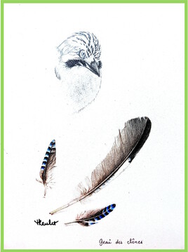 Le geai des chênes (Garrulus glandarius) / Drawing The head and feathers of an eurasian jay