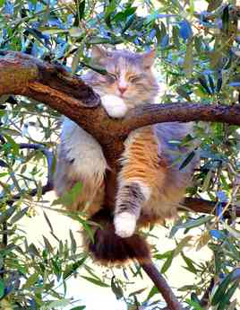 chat perché sur un olivie 2