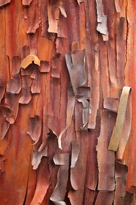 Ecorce d'arbousier hybride