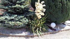 Yucca