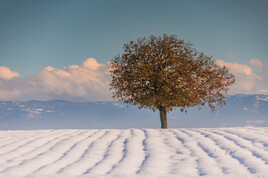 Arbre dans la neige ...
