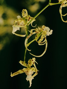 Orchidée du Mexique.