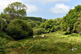 Champ encaiss&eacute; dans la Hague