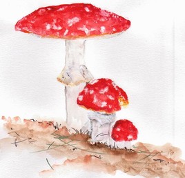 Amanite tue-mouches 2