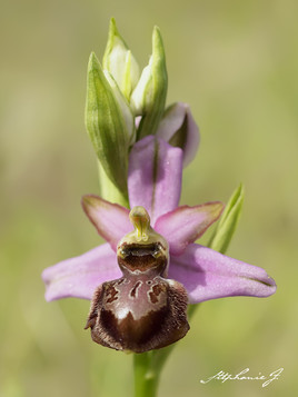 Ophrys Aveyronensis