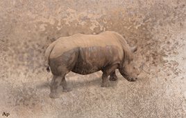 Rhinocerotidae