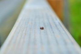 coccinelle demoiselle