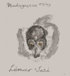 Lémur Vari