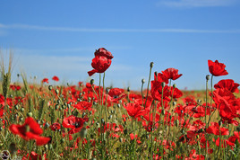 Blue sky and Poppy