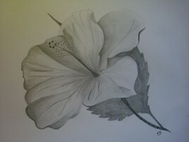 Hibiscus