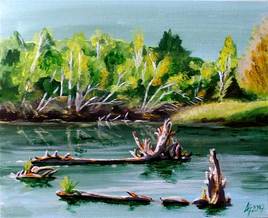 Souches au fil de l'eau