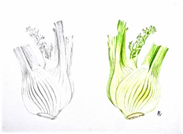 Fenouil / Drawing & Painting : Fennel
