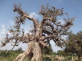 le baobab vivant