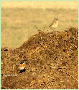 Tarier p&acirc;tre (Saxicole rubicola) / Photo European stonechat