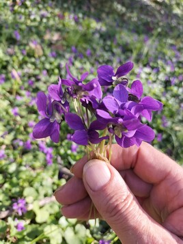 " Un petit bouquet de violettes ...  ? "