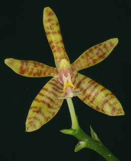 Phalaenopsis Hymen