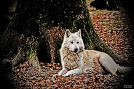Le loup Blanc