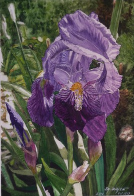 L'IRIS MAUVE