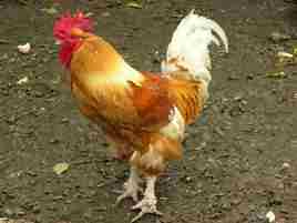 Mon Coq