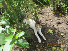Regard d'une chatte SDF