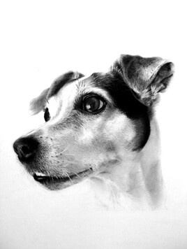 Dessin portrait d'un Jack Russell