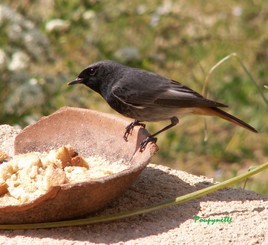 Un oiseau mangeait !!!