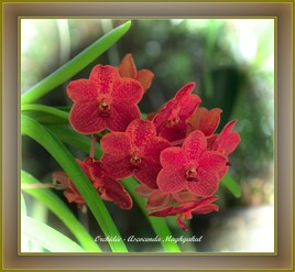 Orchidée - Ascocenda Maghyakul